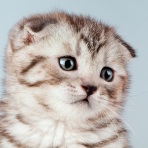 Pinterest(ピンタレスト)に保存したピンが爆発する７つの条件 - ITBLabo